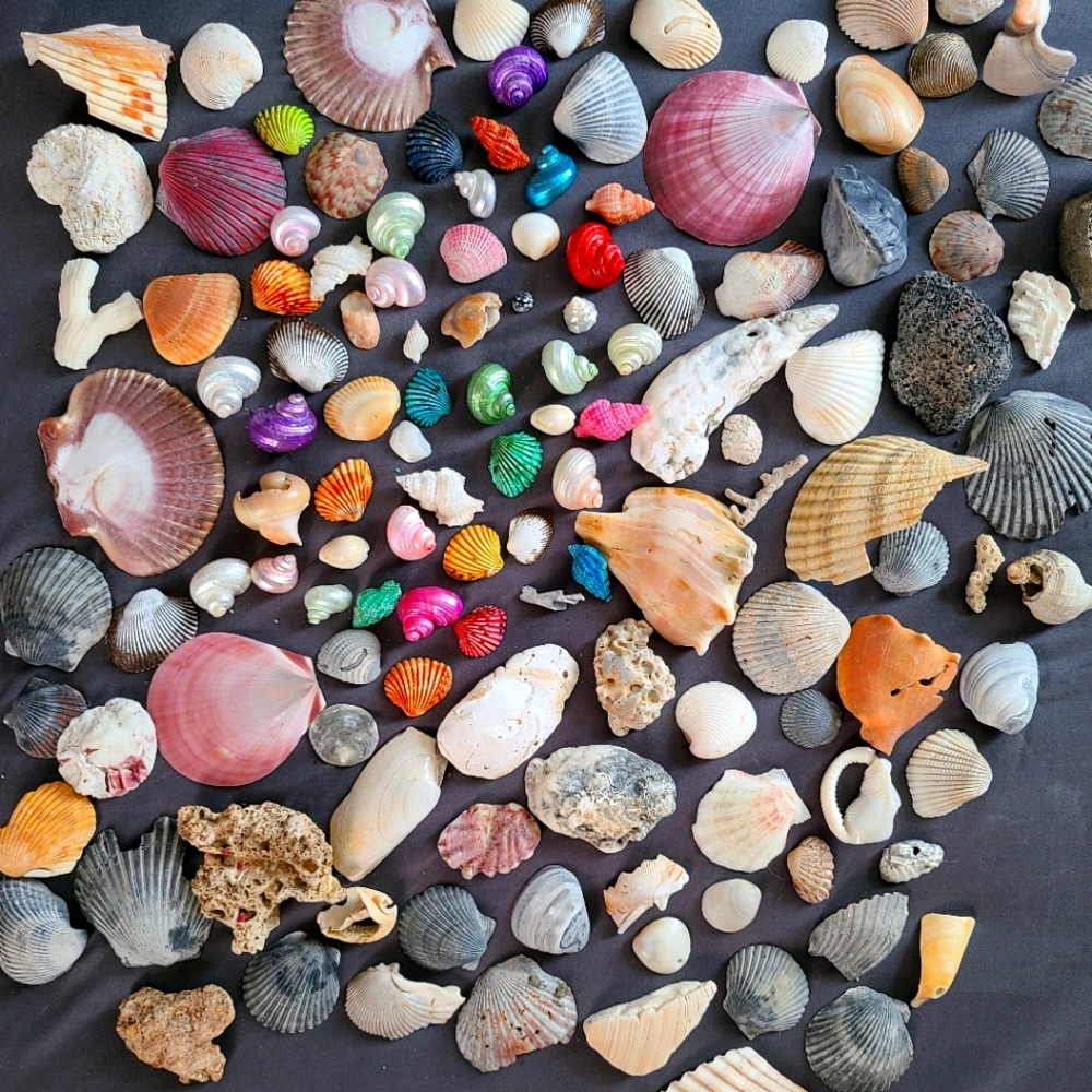 Sea shells, rocks, and coral